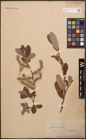 Foto von Salix cinerea L.